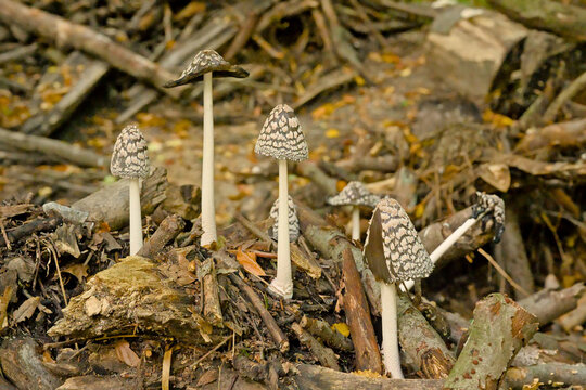 magpie inkcap mushrooms growing on dead wood in the forest, selective focus - Coprinopsis picacea 