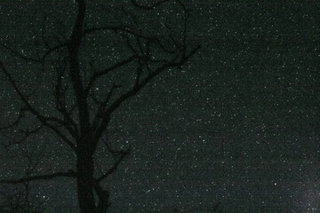 Silhouetted Tree Under Starry Sky