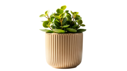A small potted plant with green leaves in a beige ribbed pot isolated on transparent background