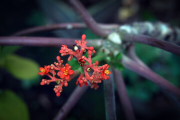 Red Jatropha Podagrica Flowers in Bloom with Moody Bokeh Background