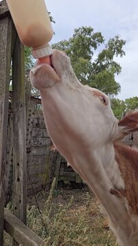 Polled hereford calf drinking milk from a baby bottle. 4K Vertical