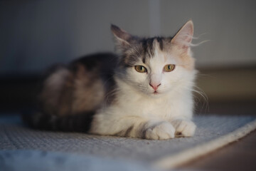 Serene domestic cat calmly resting in warm sunlight near window
