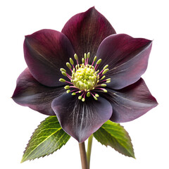 Black hellebore flower isolated on transparent background PNG