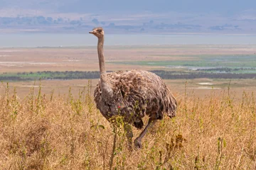 Selbstklebende Fototapeten Strauß female ostrich or struthio camelus bird on hillside overlooking savanna of ngorongoro crater national park tanzania  © Ferrer Photography