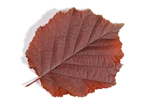 Blatt von der Lambertshasel vor wei&szlig;em Hintergrund