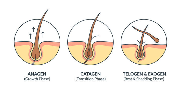 Hair growth cycle showing anagen catagen telogen exogen phases