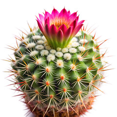 Cactus flower bud isolated on transparent background PNG