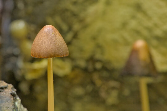 Closeup of a brown Conical Brittlestem mushroom in the forest, selective focus with bokeh background - Parasola conopilus 