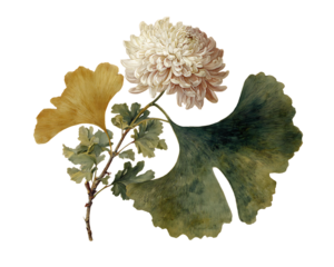 Metallic ginkgo leaves and chrysanthemum flower on black background isolated on a transparent background