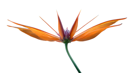 Orange bird of paradise flower with purple center on green stem isolated on a transparent background