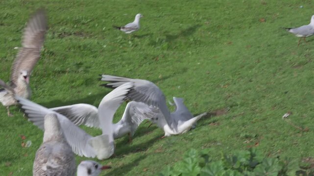 Black-Headed Gulls (Chroicocephalus ridibundus) and immature Herring Gulls (Larus argentatus) fighting over a slice of bread by the side of a lake. December, Kent, UK [Slow motion x5]