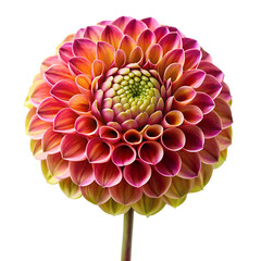 Dahlia flower bud isolated on transparent background PNG