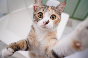 Obraz premium portrait of a cat