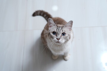 cat on a chair © Ahmed J.R