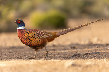 Male Pheasant with beautiful colored feathers in Iberia, Spain. The male bird are known for their very nice colors, especially in this beautiful winter afternoon sun. 