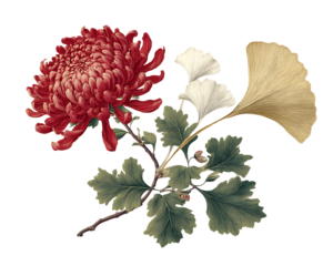 Red chrysanthemum and ginkgo biloba leaves isolated on a transparent background flowers green