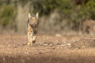 Iberian Lynx cub walking straight to the camera in the wild in Spain, Europe. The Iberian Lynx is one of the rarest animals on the planet and was near extermination. 