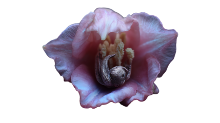 Sloth curled up inside pink flower isolated on a transparent background animal nature