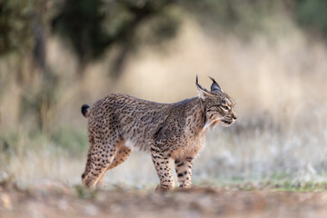 Iberian Lynx walking sideway of the camera in the wild in Spain, Europe. The Iberian Lynx is one of the rarest animals on the planet and was near extermination. 