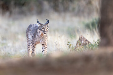 Iberian Lynx cub walking straight to the camera in the wild in Spain, Europe. The Iberian Lynx is one of the rarest animals on the planet and was near extermination. 