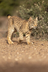 Iberian Lynx cub walking sideway of the camera in the wild in Spain, Europe. The Iberian Lynx is one of the rarest animals on the planet and was near extermination. 