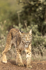 Iberian Lynx walking straight to the camera in the wild in Spain, Europe. The Iberian Lynx is one of the rarest animals on the planet and was near extermination. 
