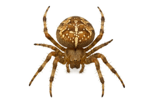 Garden orb-weaver spider displaying distinctive cross pattern on its abdomen, isolated with transparent background