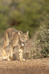Iberian Lynx cub walking straight to the camera in the wild in Spain, Europe. The Iberian Lynx is one of the rarest animals on the planet and was near extermination. 