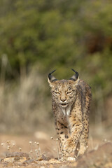 Iberian Lynx walking straight to the camera in the wild in Spain, Europe. The Iberian Lynx is one of the rarest animals on the planet and was near extermination. 