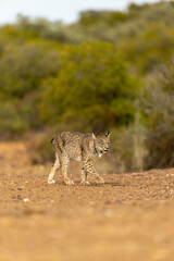 Iberian Lynx walking sideway of the camera in the wild in Spain, Europe. The Iberian Lynx is one of the rarest animals on the planet and was near extermination. 