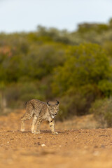 Female Iberian Lynx walking straight to the camera in the wild in Spain, Europe. The Iberian Lynx is one of the rarest animals on the planet and was near extermination. 