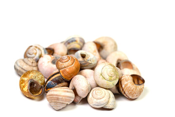 Leere Schneckenh&auml;user vor wei&szlig;em Hintergrund