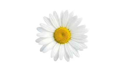 White daisy with yellow center isolated on a transparent background flower