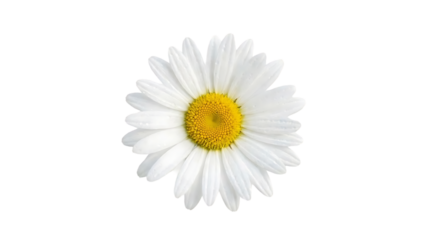 White daisy with yellow center isolated on a transparent background flower