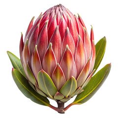 Protea flower bud isolated on transparent background PNG