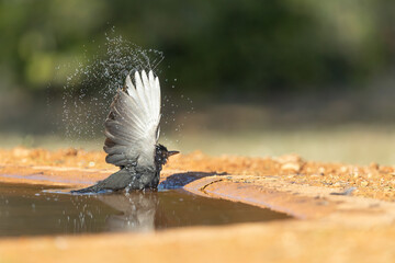 Black Starling in wild bathing action in a waterhole