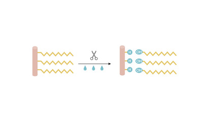 Fat Molecule, triglyceride, Lipid Digestion. Lipase enzyme catalyzes the hydrolysis of fats to Fatty Acids And Glycerol. Colorful scientific diagram. Vector Illustration.