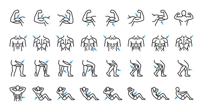 Human body muscles anatomy and exercise line icons