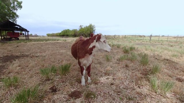 Lonely Polled hereford calf in a field. 4K