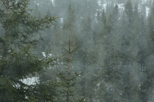 snowing in the forest