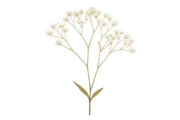 Dried baby's breath flower sprig on a transparent background, providing a delicate botanical element