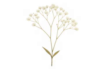 Dried baby's breath flower sprig on a transparent background, providing a delicate botanical element