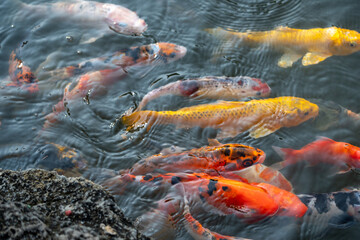 Koi fish swimming in clear water tranquil pond aquatic life natural environment close-up view