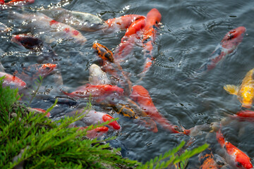 Koi fish swimming gracefully in a serene pond nature scene tranquil environment close-up view