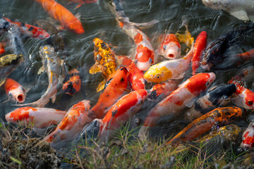 Colorful koi fish swimming together in a tranquil pond nature serene environment