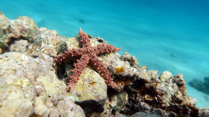 Egyptian starfish (Gomophia egyptiaca) on the reefs of the Red Sea.   © Vitalii6447