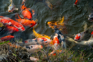 Vibrant koi fish swimming in a tranquil pond nature scene close-up view aquatic beauty