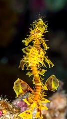 Obraz premium Close-up of a vibrant yellow-orange seahorse with intricate, spiky, and feathery fins. Dark background highlights the creature's colors