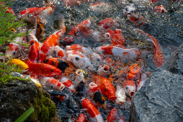 Feeding colorful koi fish at tranquil pond nature scene close-up view aquatic life