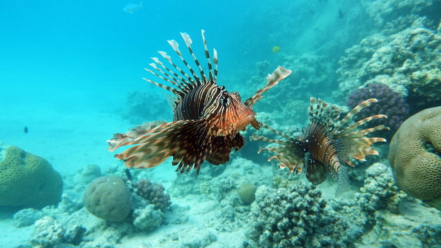 Lion Fish in the Red Sea in clear blue water hunting for food .
Lion Fish, the lionfish preys on a coral reef protected by its long venomous spines. 